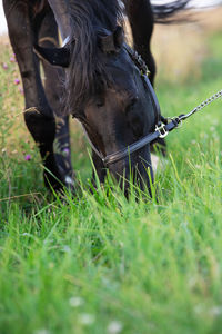 Close-up of horse on grassy field