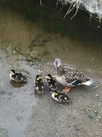 High angle view of mallard duck swimming on lake