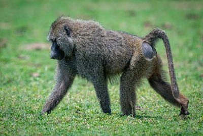 Baboon walking on field