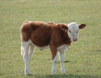 Calf standing in a field