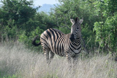 Zebras standing in a forest