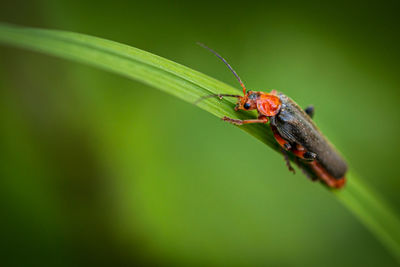 Close-up of insect on leaf