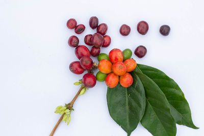 High angle view of cherries against white background