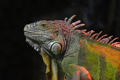 Side view of iguana against black background