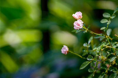 Close-up of flowering plant