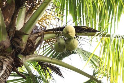 Low angle view of coconut palm tree