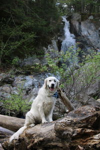 A white dog wearing a blue bandana sits on a log with a waterfall behind him and green foliage.