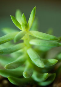 Close-up of succulent plant