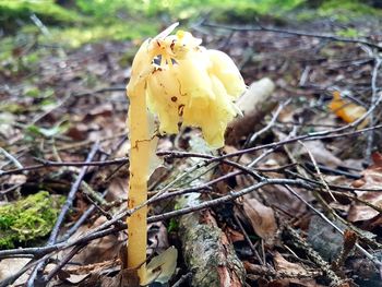 Close-up of yellow mushroom growing on field