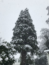 Low angle view of snow covered tree against sky