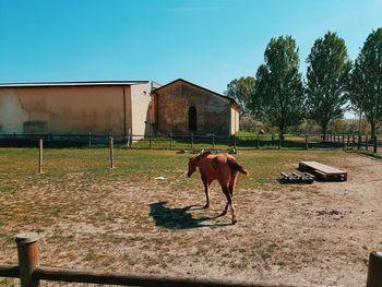 Foal walking on field at ranch