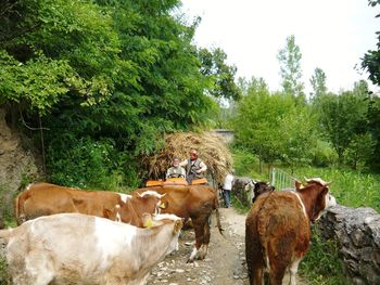 Cows standing in a field