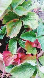 Close-up of fresh green plant