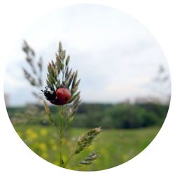 Close-up of plant against blurred background