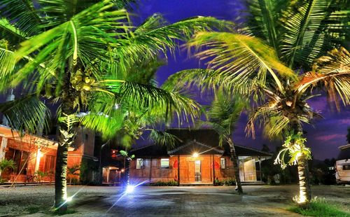 Palm trees by building at night