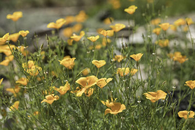 Close-up of yellow flowering plants on field