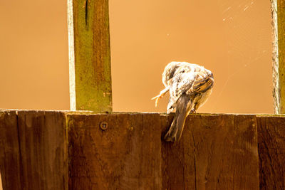 View of an animal on wooden wall