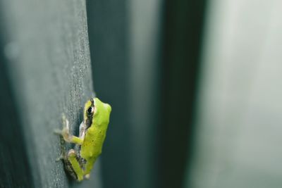 Close-up of green insect on wall