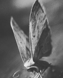 Close-up of plant against blurred background