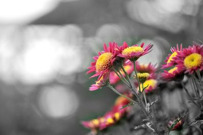 Close-up of pink flowers