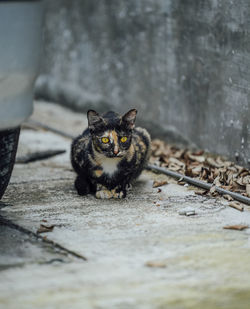 Beautiful cute cat at street of old town cats.