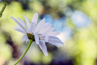 Close-up of white flowering plant