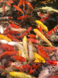 High angle view of koi carps swimming in lake