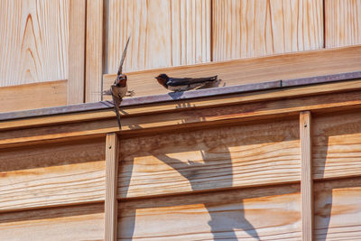 Swallows at the moment of flight