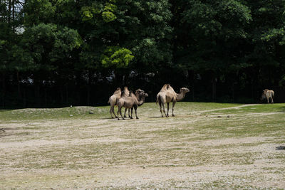 Horses grazing in a field