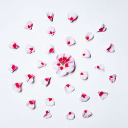 Petals arranged on white background