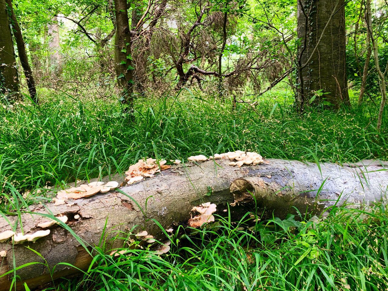 plant, tree, land, forest, grass, nature, trunk, tree trunk, growth, day, no people, green color, tranquility, woodland, outdoors, field, beauty in nature, animal, one animal, animal themes