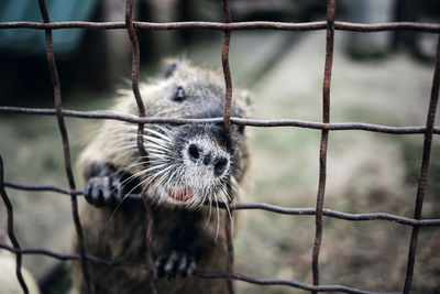 Close-up portrait of a reptile in cage