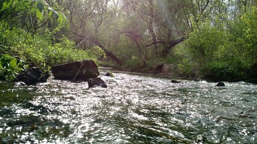 River flowing through forest