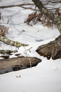 Close-up of snow covered land and trees