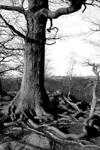 Bare trees against the sky