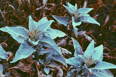 Close-up of plant