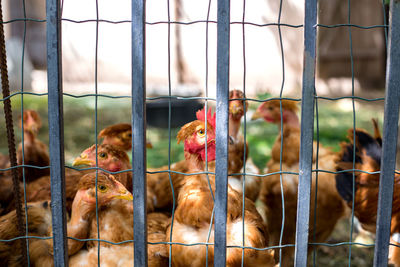 Group of chickens going out from coop.