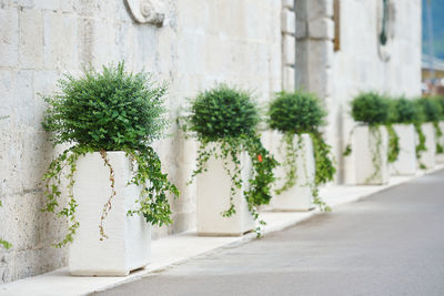 Row of potted bushes near the wall of the building facade