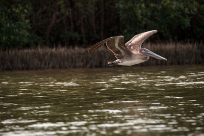 Seagull flying over lake