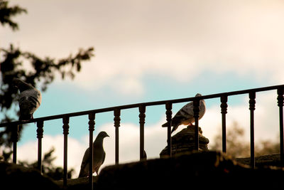 Low angle view of pigeons on railing against sky