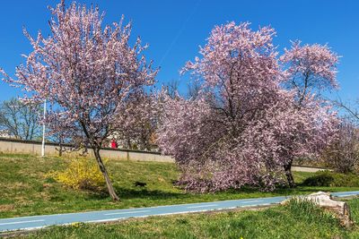 Cherry blossoms on field against sky