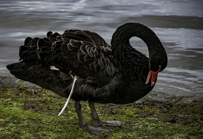 Close-up of swan on lake