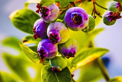 Close-up of fruit growing on tree