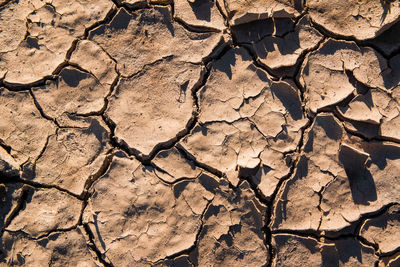 Full frame shot of dry leaves on field