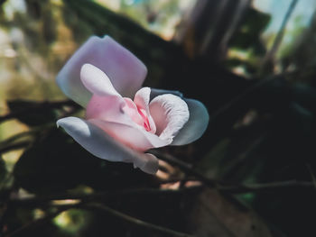 Close-up of pink rose flower