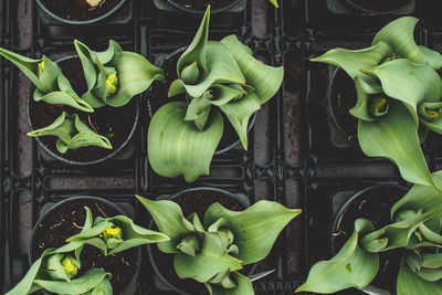 Directly above view of green plants in greenhouse