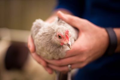 Close-up of hand holding chicken