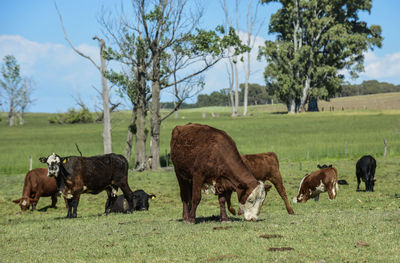 Horse grazing on field