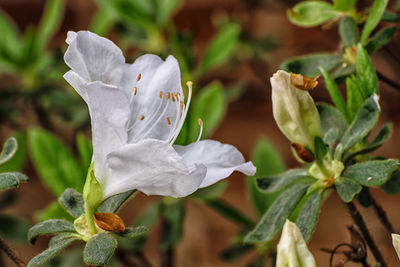 Close-up of white flowers blooming outdoors