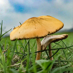 Close-up of mushroom growing on field